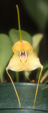 File:Masdevallia bottae.jpg