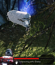 Sheep