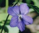 Violet 2