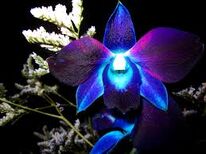 Allutherianorchid
