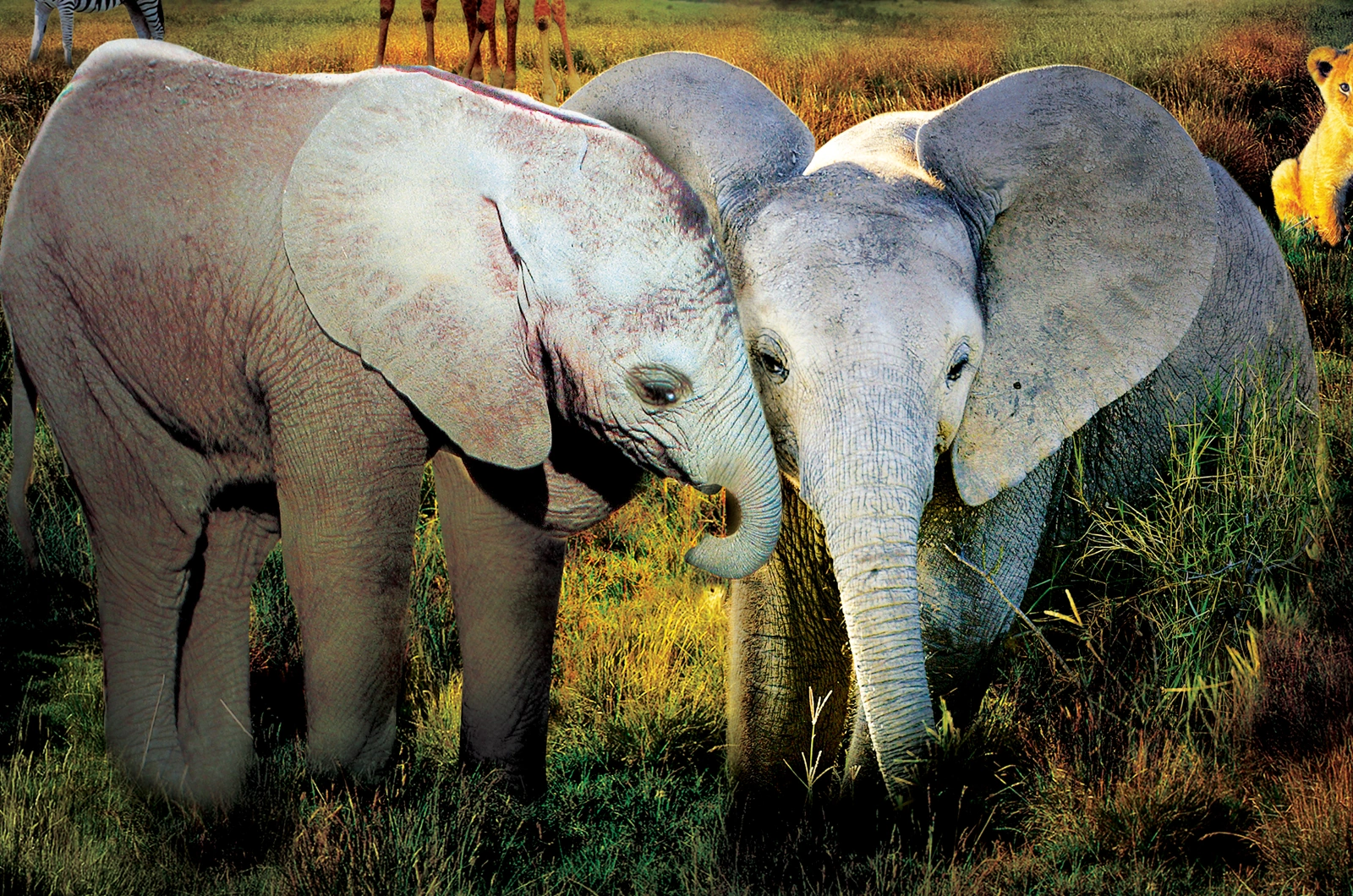 Journey of discovery elephant. Королевство слонов. Discovery африка. Стадо слонов. Фото слонов в природе.