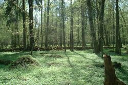 Bialowieza.jpg
