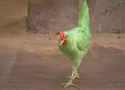 Flagi turn into a Chicken by Dirt Fairy - 1 - Pair of Kings