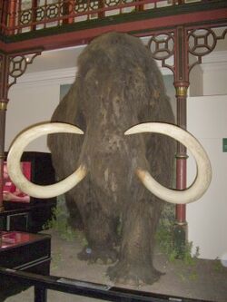 Mammoth2