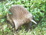Long-beakedEchidna