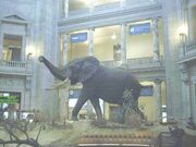 Nationalmuseumofnaturalhistory