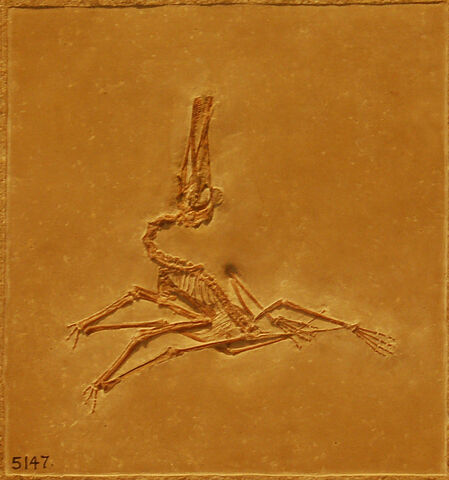 File:Pterodactylus1.jpg