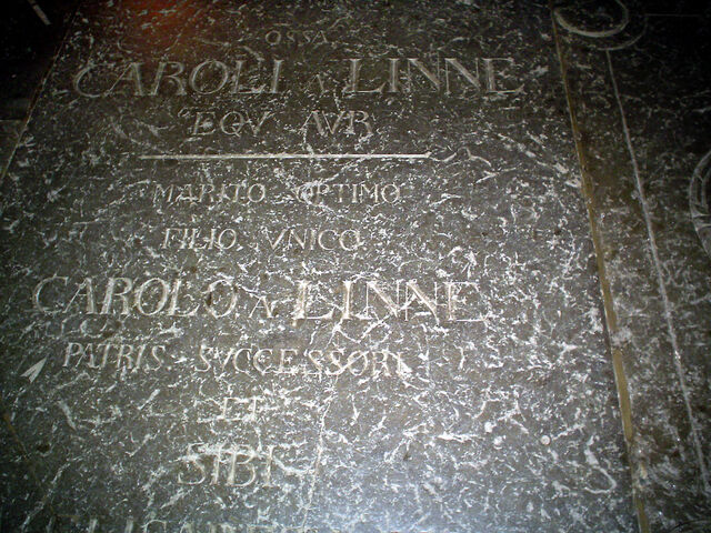 File:CarlvonLinne gravestone.jpg