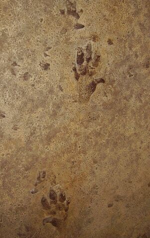 File:Cheirotherium prints (possibly Ticinosuchus).jpg
