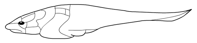 File:PlacodermiZICA.png