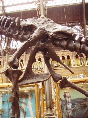 File:Tyrannosaurus pelvis left.jpg