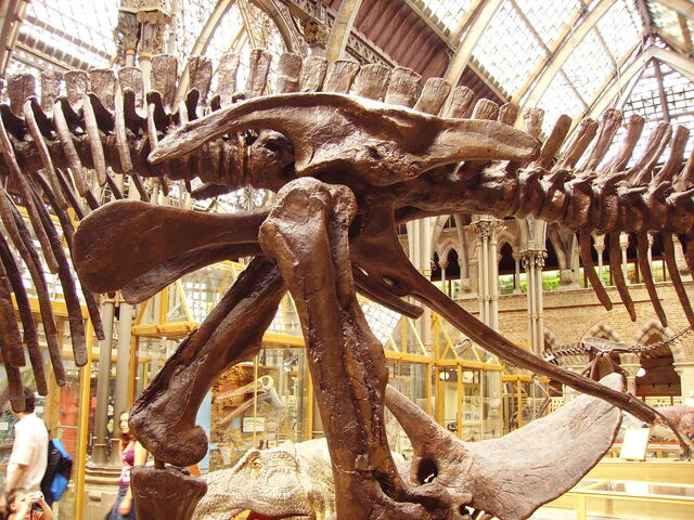 File:Edmontosaurus pelvis left.jpg