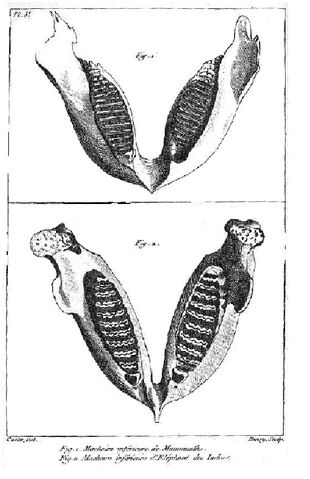 File:Cuvier elephant jaw.jpg