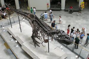 Sue at Field Museum