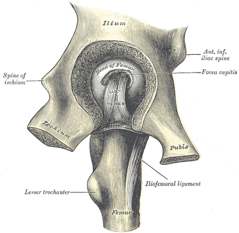File:Gray341.png