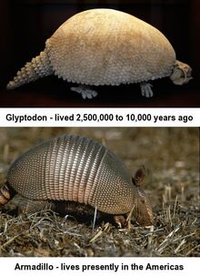 Glyptodon-Armadillo