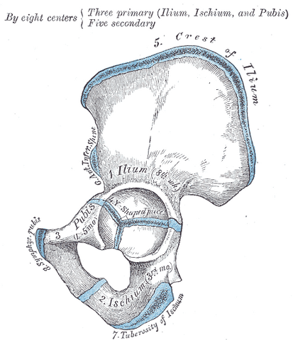 File:Gray237.png
