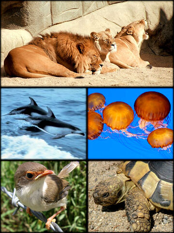 File:Animal Kingdom.jpg