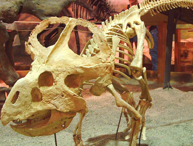 File:Protoceratops.jpg