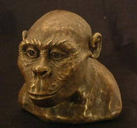 Austrolopithecus africanus
