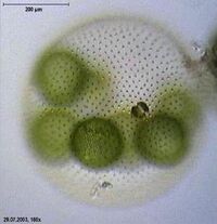 Volvox aureus