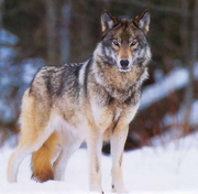 Dantewolf