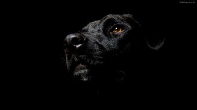 Black-dog-wallpaper-144