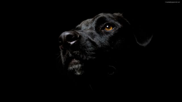 File:Black-dog-wallpaper-144.jpg