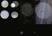 Orb diffraction