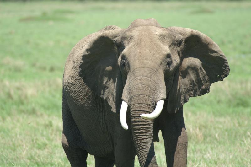 Female Elephant | The Parody Wiki | FANDOM powered by Wikia