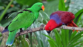 300px-Eclectus roratus-20030511