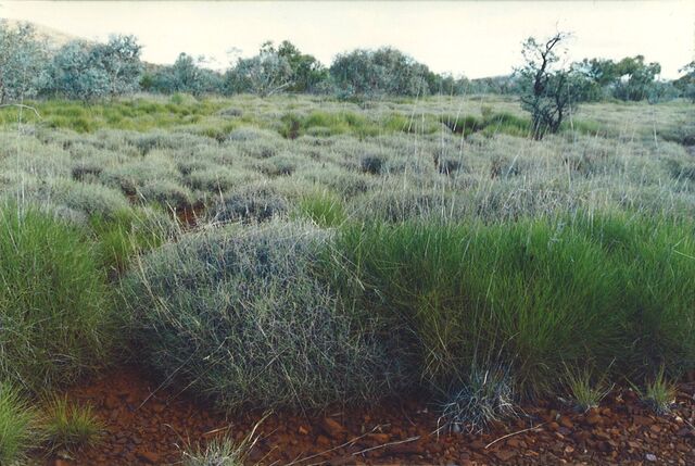 File:Triodia grass.jpg
