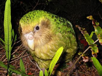 Kakapo-10