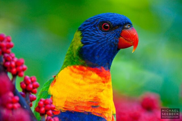 File:Rainbow-Lorikeet-LAQT0001.jpg