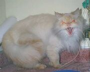 Cat from Hell