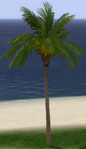 File:QueenPalm.jpg