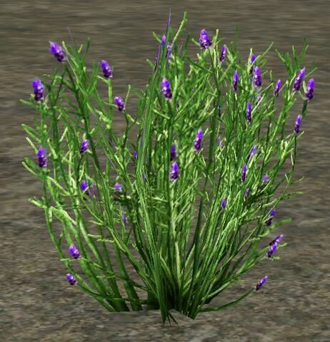 File:Lavender.jpg