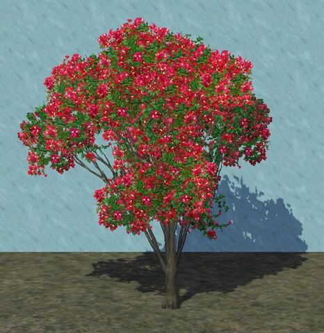 File:Bougainvilla.jpg