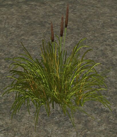 File:AmbCattails.jpg