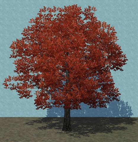 File:Maple3.jpg
