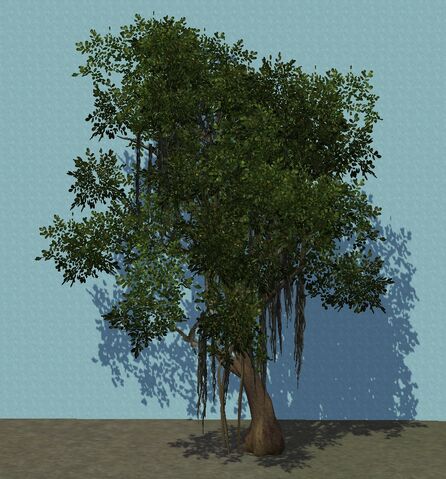 File:Banyan.jpg