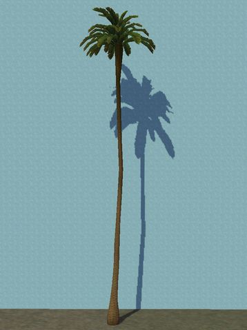 File:ExtraTallPalm.jpg