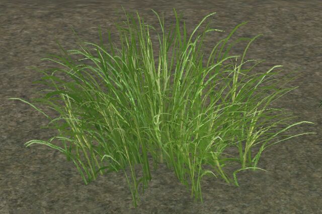 File:Bulrushes.jpg