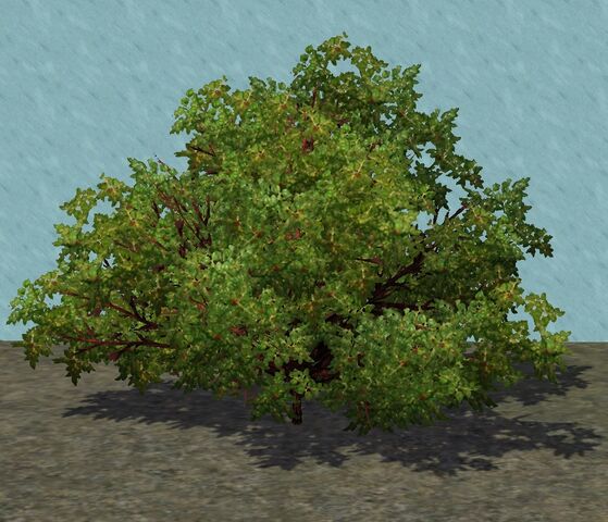 File:Buckthorn.jpg
