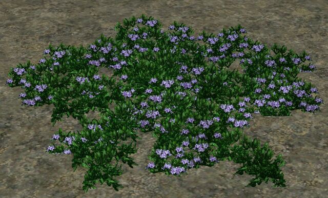 File:MauveHeather.jpg