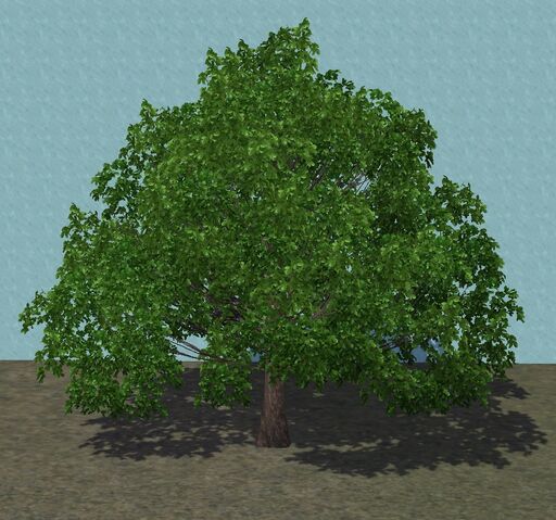 File:SmallOakChestnut.jpg