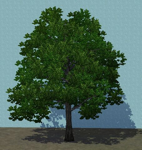 File:BlackGum.jpg