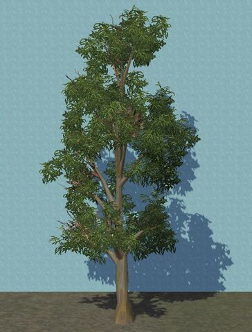 File:Eucalyptus.jpg