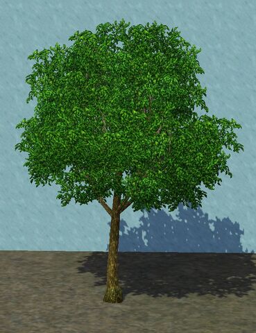 File:SmallPear.jpg
