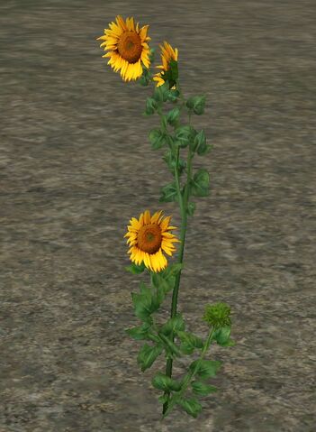 File:Sunflowers.jpg